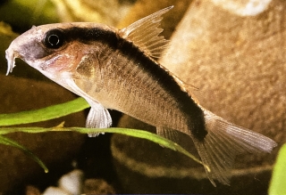 corydoras arcuatus ou corydoras arqué